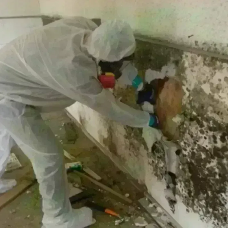 Mold Remediation and Removal in Plano, TX